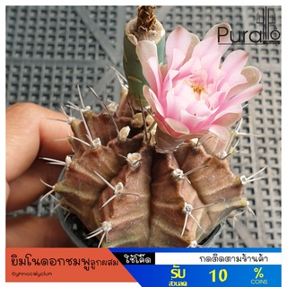 ต้นกระบองเพชร ยิมโนดอกชมพูลูกผสม สีดำชมพู ไม้เพาะเมล็ด #Gymnocalycium #ยิมโนด่าง #กระบองเพชร