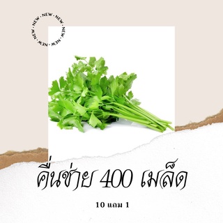 เมล็ดพันธุ์ผัก คื่นช่าย 400เมล็ด 10แถม1 คละได้ปลูกง่ายโตไว