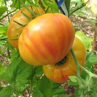 เมล็ดพันธุ์ มะเขือเทศ บิ๊กเรนโบว์ (Big Rainbow Tomato Seed) บรรจุ 5 เมล็ด