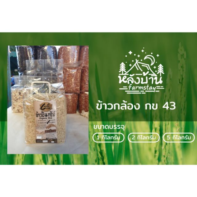 ข้าวกล้อง กข 43 ข้าวน้ำตาลต่ำ