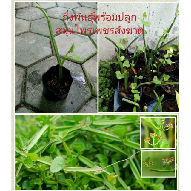 กิ่งพันธ์เด็ดสด สมุนไพรเพชรสังฆาต รักษาริดสีดวง 3 กิ่ง 20 บาท