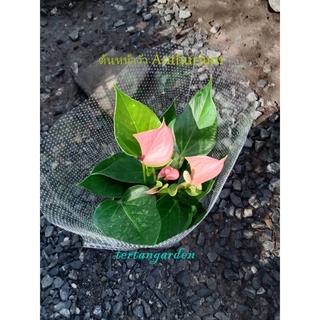 หน้าวัวแคระ Anthurium ต้นไม้นำเข้า ทรงสวย พุ่มสวย ส่งพร้อมดอก