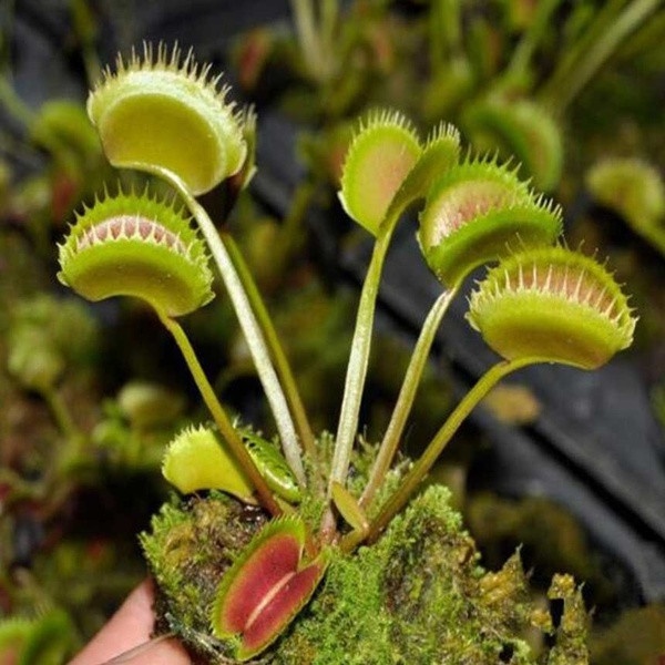 บอนสี เสือพราน ไม้กินแมลง กาบหอยแครงปากแดง (Venus flytrap) (50 seeds) Funny Balcony Garden Plants เมล็ดกาบหอยแครง(แดง)