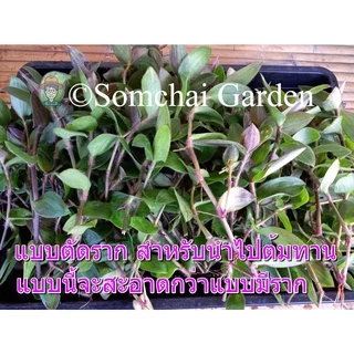 หญ้าไผ่น้ำสด ขายเป็นกิโล เกษตรอินทรีย์ (หญ้าไผ่น้ำล้างไต) รหัสร้าน iqsungfj *โปรดระวังร้านค้าลอกเลียนแบบ