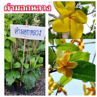 ขายต้น คำมอกหลวง 1 ต้น (บ้านไซร์เบอร์)