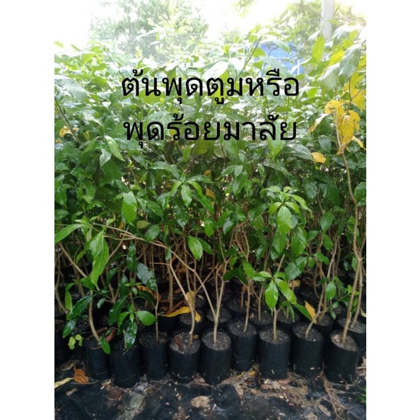 ต้นพุดร้อยมาลัย พุดตูม สูง50-70ซม.ส่งฟรี