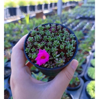 แพรทับทิม /คุณนายตื่นสายญี่ปุ่น / PortulacaGilliesiiไม้ประดับดอกสวย  ดอกใหญ่