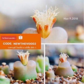 🧚🏻Conophytum 🧚🏻aff latum SB1495  10pcs. 89.-