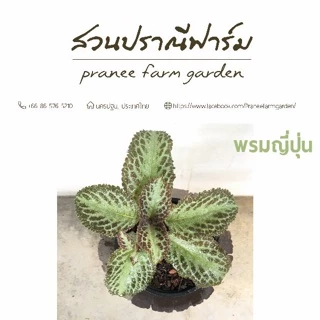 พรมญี่ปุ่น ขนาดกระถาง 6 นิ้ว หลากสีสัน