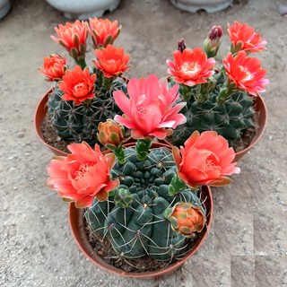 Plants Center พร้อมส่ง(feihy)กระบองเพชร แคคตัส cacuts  Gymnocalycium baldianum หรือ บาลเดียนัม 7-8cm