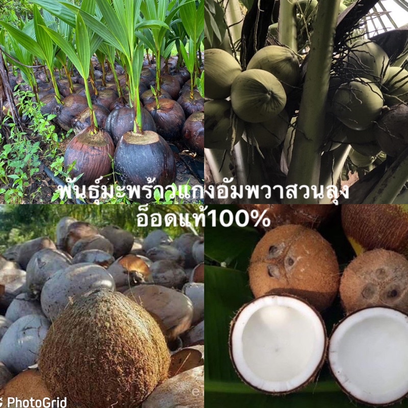 🌴🌴ต้นพันธุ์มะพร้าวแกง🌴🌴อัมพวาแท้ส่งตรงจากสวนเลยจ้า🌴🌴