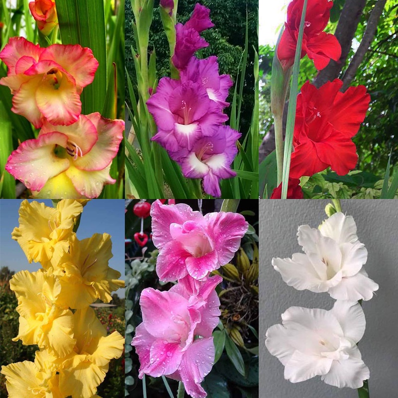 หัวแกลดิโอลัส ไม้ดอกสวยปลูกง่าย แบบคละสี ราคาถูกมาก ปลูกกลางแจ้งได้เลย