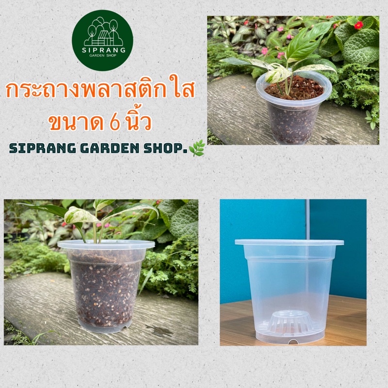กระถางพลาสติกใสพรีเมี่ยม ขนาด 6 นิ้ว Siprang Garden Shop  🪴 สำหรับต้นไม้ที่คุณรัก ❤️