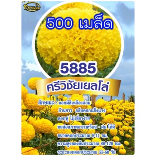 500เมล็ด ศรีวิชัย เยลโล่ 5885 ดาวเรือง ทองเฉลิม ทนร้อน ทนฝนได้ดี