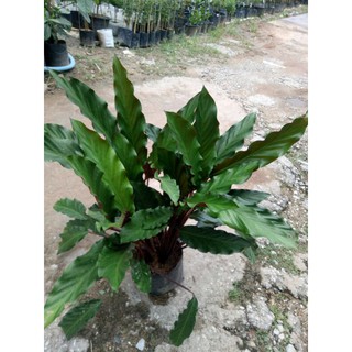 คล้าริบบิ้น Calathea rufibarba Fenzl