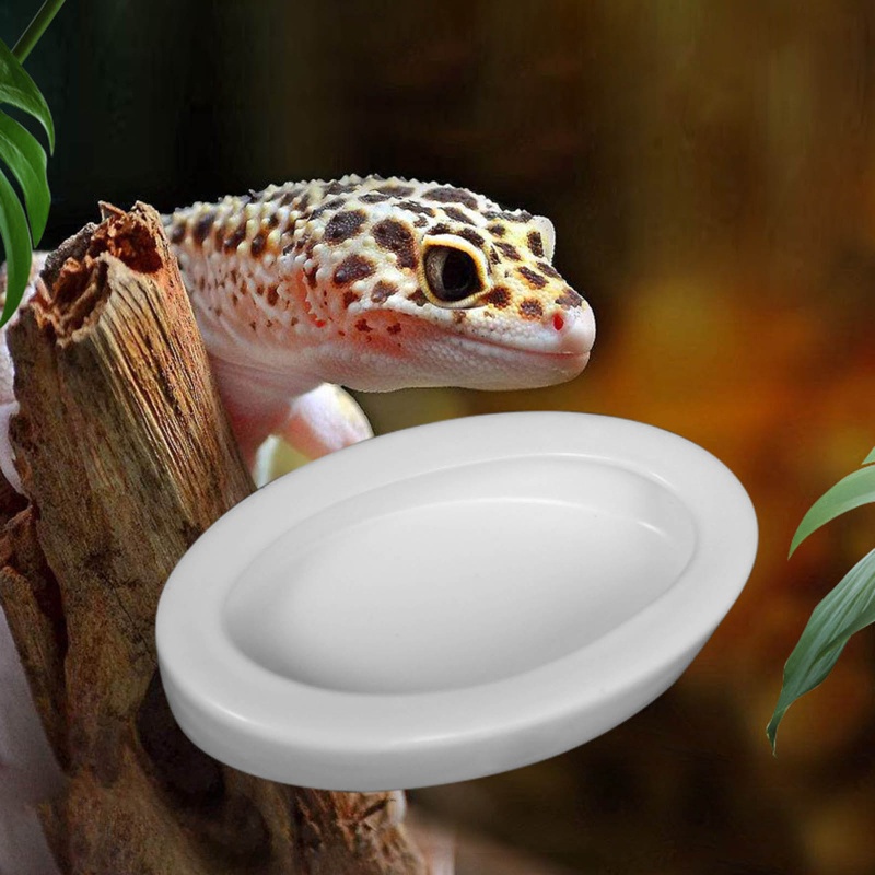 ONE Reptile Worm Feeding Feeder สําหรับ Lizard สําหรับเต่า Bearded Dragon Leopard Gecko เซรามิคสําหร