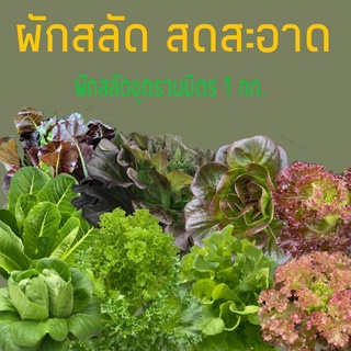 ผักสลัดปลอดสารพิษชุดรวมมิตร Mix 1 กก. ผักสดสะอาดอร่อย