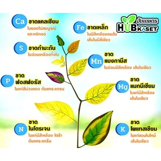 นูโปรมิกซ์-ซองชมพู 50กรัม (แคลเซียมโบรอน) ผสมเกสร ขยายผล ขั้วเหนียว