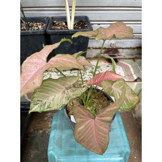 Syngonium pink Flecked