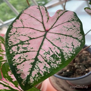 เมล็ดพันธุ์รวม Caladium Seeds บอนสี บอนสีหายากต้นไม้มงคลสวยๆบอนสีแปลกๆ เมล็ดบอนสีแท้ บอนสีหายากสวยๆ ต้นบอนสีแปลกๆ ต้นไม้