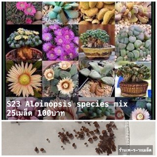 s23 Aloinopsis species mix 25 seeds 100 baht