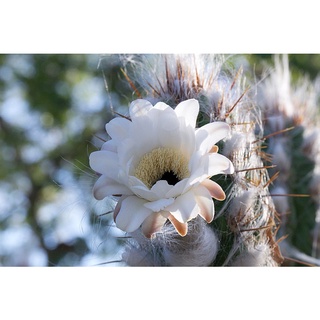 พิโลโซซีรีอุส (Pilosocereus gounellei) แคคตัสไม้เพาะเมล็ด