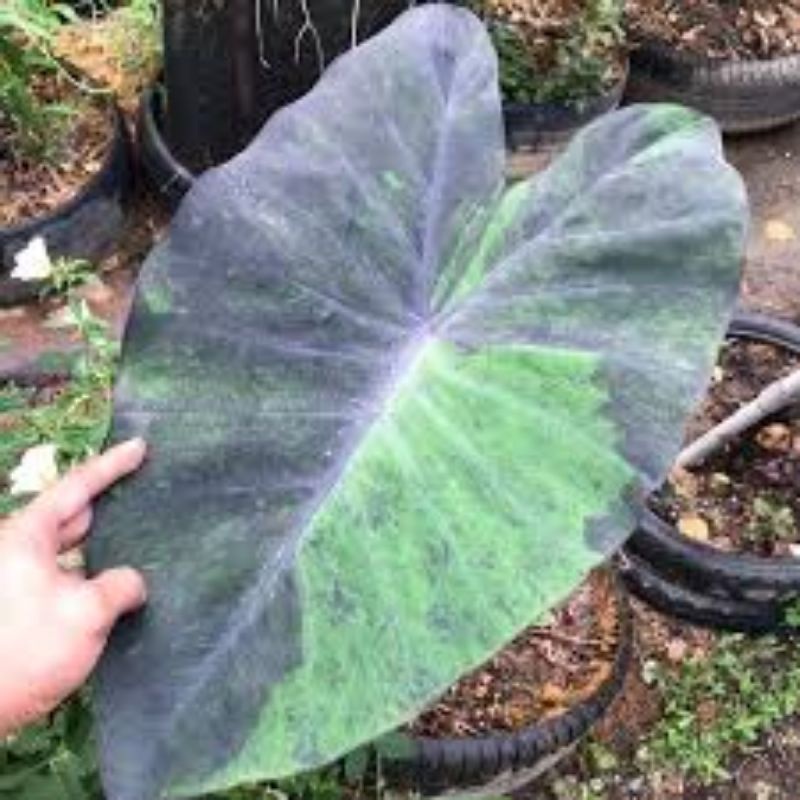 Colocasia Mable/Verigated สีดํา...