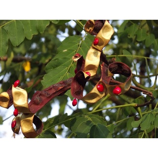 100 เมล็ด มะกล่ำ ตาหนู มะกล่ำเครือ Rosary Pea Seeds