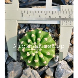 อิชิปนอป ECHINOPSIS ส่งทั้งกระถาง