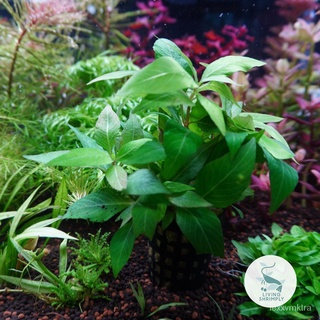 [Live Aquatic Plant] Hygrophila Corymbosa Emersed Potted生菜/种子/上衣/花园/seeds/园艺/手链/文胸/母婴/木瓜/ YLQN