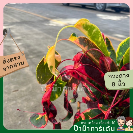 มุมมอง 3