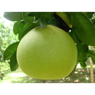 ส้มโอทองดี(pomelo)รสชาติหวานฉ่ำ/ไซส์S/x4ลูก