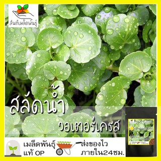 เมล็ดพันธุ์ วอเตอร์เครส สลัดน้ำ 500 เมล็ด Watercress Seed เมล็ดพันธุ์แท้ นำเข้าจากต่างประเทศ ปลูกผัก สวนครัว ถูกดี