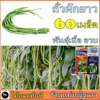 ถั่วฝักยาว 60 เมล็ด พันธ์ุ เนื้อ ปลูกง่าย ต้นอวบ รสชาติดี โตไว ซอง ดั้งเดิม สลัด โรล ผัก สวนครัว ถั่ว แคคตัส เขียวขาว อบ