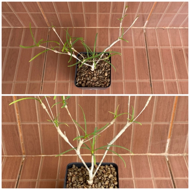 283. Euphorbia hedyotoides สูง 13 cm 100