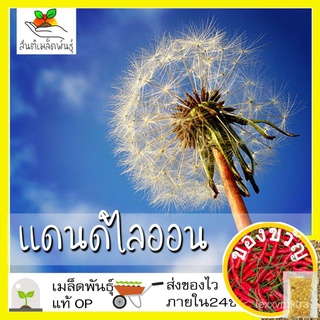 เมล็ดอวบอ้วน100%เมล็ดพันธุ์ ชุดดอกไม้นำเข้า ปลูกง่าย ทนร้อน โตไว พร้อมส่ง แอสเตอร์/รักเร่/พีทูเนียร์/ฮอลลี่ฮ็อค/แดนดิไลอ