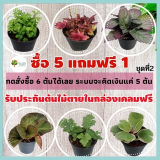 [ชุดที่2] ซื้อ 5 ฟรี 1  ต้นไม้มงคลจิ๋ว ในกระถาง 3 นิ้ว กดสั่งซื้อ 6 ต้น ได้เลย ต้นไม้มินิมอล ต้นไม้จิ๋ว  ต้นไม้ฟอกอากาศ