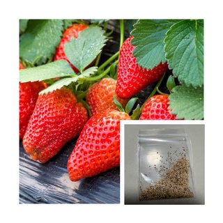 เมล็ดพันธุ์สตอเบอรี่ยักษ์100 เมล็ด Sweet Strawberry Seeds Fruit Seeds เมล็ดพันธุ์แท้ ปลูกง่ายปลูกได้ทั่วไทย