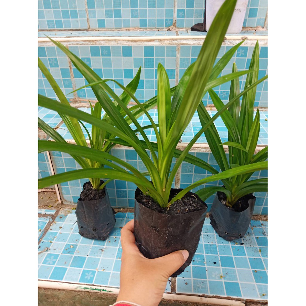 ต้นเตยหอม ถุงเบอร์ 4 ราคาถูกมาก ( ขั้นต่ำ 5 ต้น )