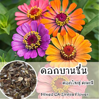 ดอกบานชื่นเปปเปอร์มินท์สติ๊กคละสี🌸🌱Mixed Peppermint Stick Zinnia 200 เมล็ด