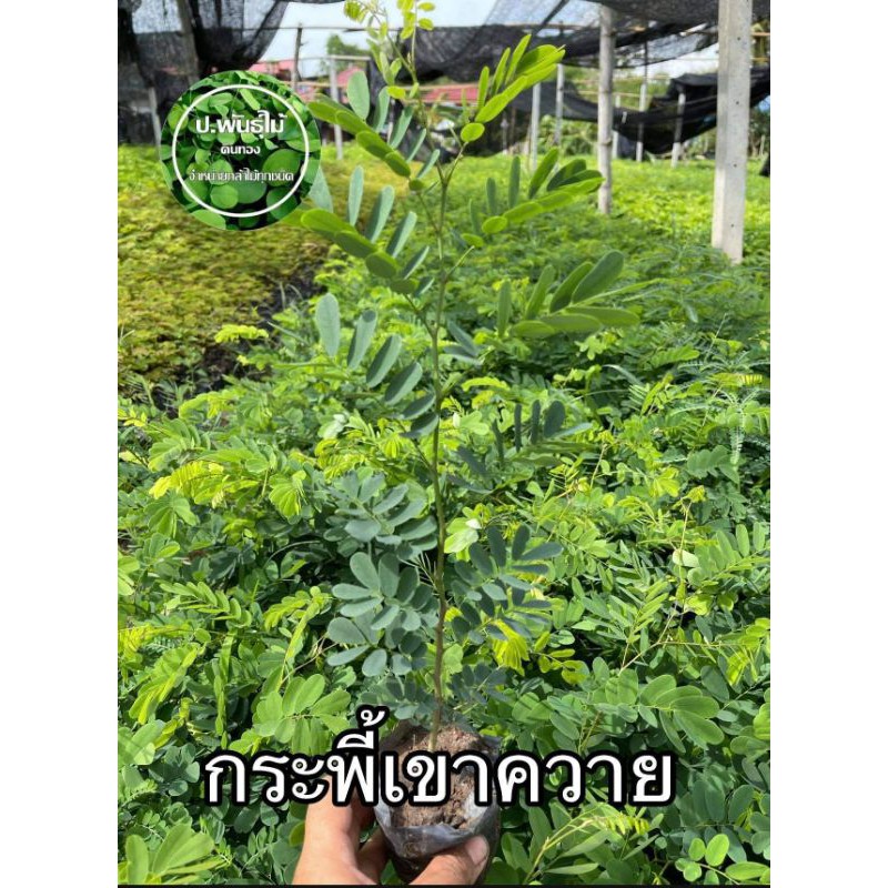 ต้นกระพี้เขาควาย กล้าไม้เศรษฐกิจ เสียหายเคลมฟรี