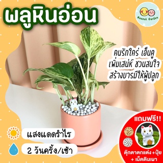 พลูหินอ่อน กระถางเซรามิค 3 นิ้ว (แถมฟรี! เม็ดดินเผา + ปุ๋ย + ตุ๊กตาตกแต่ง) พลูราชินีหินอ่อน ใบด่าง ไม้มงคล ไม้ฟอกอากาศ