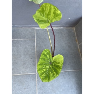 โคโลคาเซีย เลม่อนไลม์ เก็คโกะ Colocasia Lemon Lime Gecko