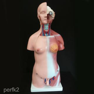 [perfkfcMY] Human Body Anatomy Model Figure Science Torso Model Learning&amp;Teaching Supply JANZ