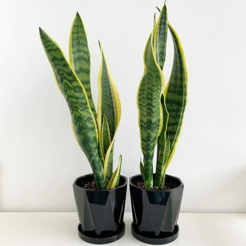 ต้นลิ้นมังกรทอง ไม้ฟอกอากาศ Snakeplant