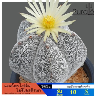 ต้นกระบองเพชร แอสโตรไฟตัม ไมริโอสติกมา Astrophytum myriostigma กระถาง 2 นิ้ว #Astrophytum #cactus #กระบองเพชร