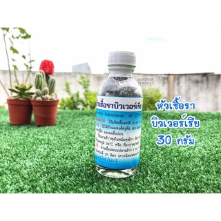 หัวเชื้อราบิวเวอร์เรีย 30กรัม (ผลิตเชื้อสดได้ 20-50 kg) มีคู่มือวิธีขยายเชื้อให้