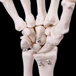 *❤❤Hand Joint Anatomical Skeleton Model Medical Anatomy Study Tool Life Size