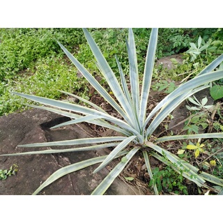 Agave อกาเว่สีฟ้าด่างเหลือง ไม่ทนแล้งหายากนำเข้าจากต่างประเทศ