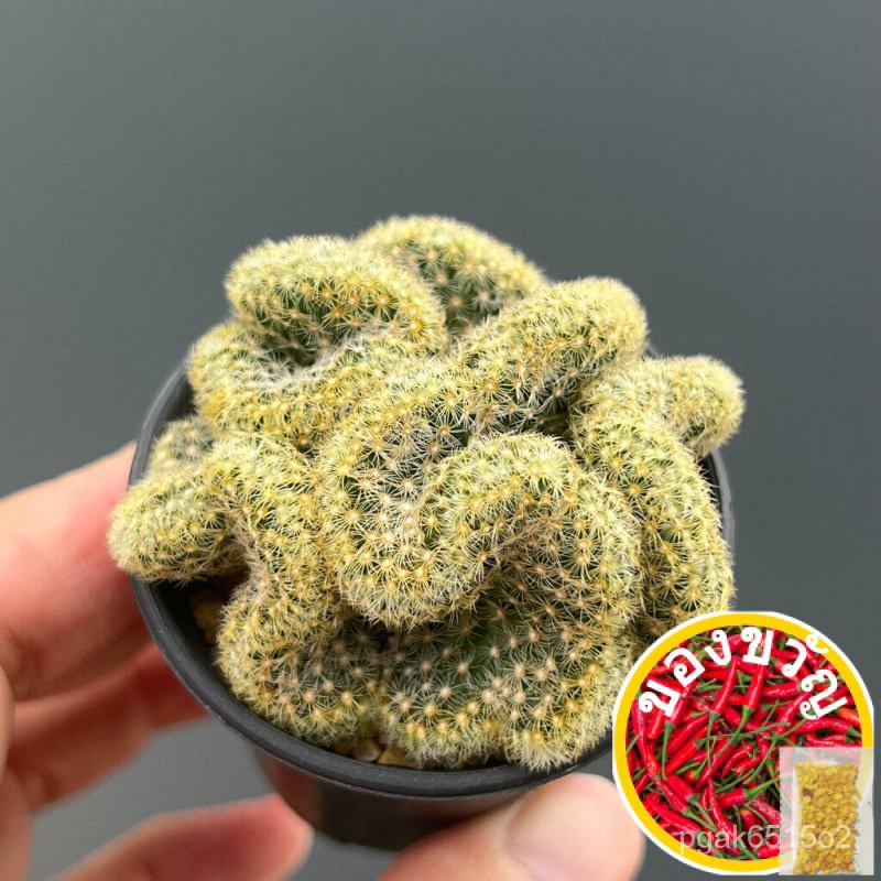 เมล็ดอวบอ้วน100%นิ้วทองคริส Mammillaria Elongata cristata กระบองเพชร แคคตัส ไม้อวบน้ำ cactus&amp;succulentเมล็ดพันธุ์WhiteKa